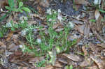 Annual trampweed